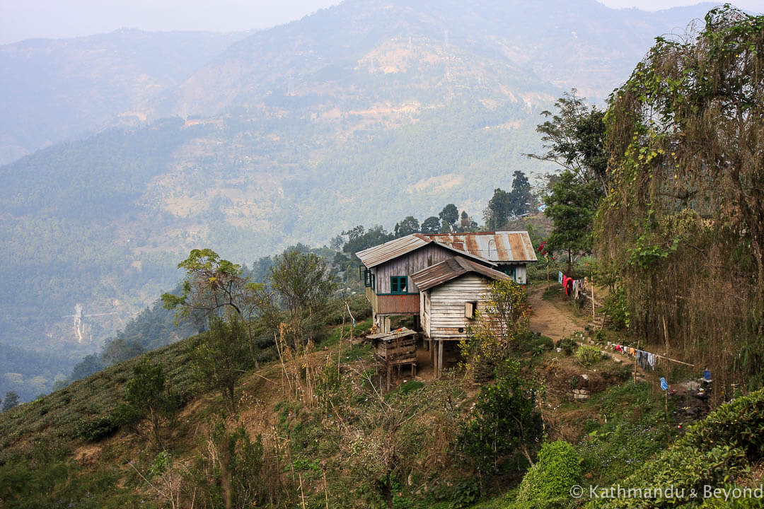 Darjeeling. Glenburn Tea Estate 21