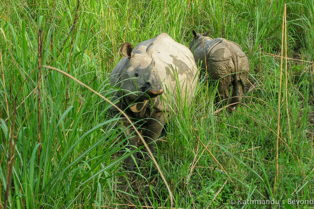 Chitwan - May09 054