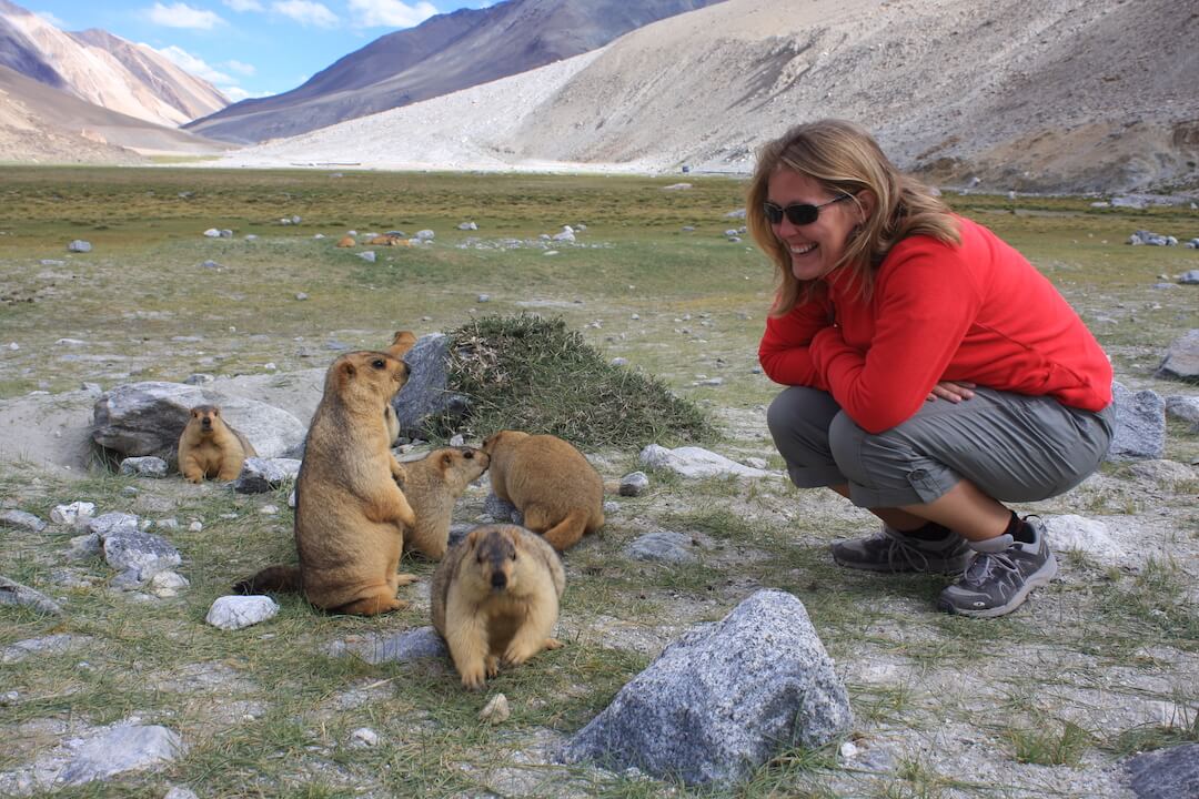 Changthang Valley Ladakh India 430