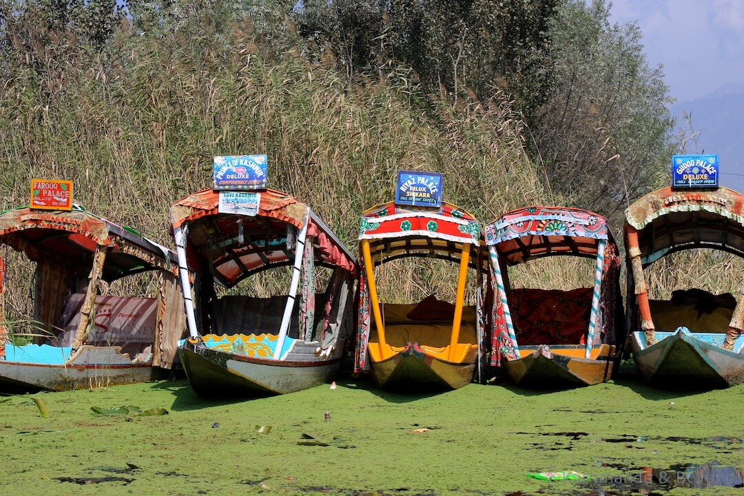 Dal Lake Srinagar Kashmir India 300