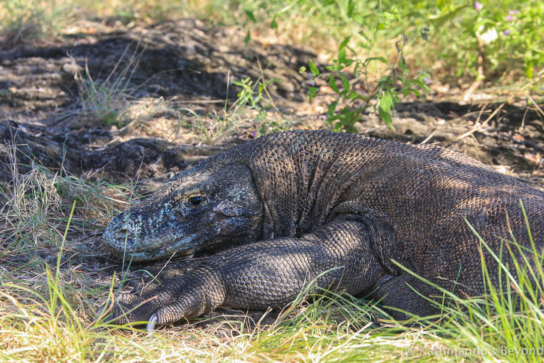 Komodo Island Komodo National Park Indonesia 1312