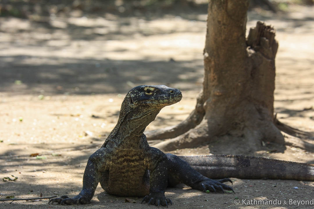 Rinca Island Komodo National Park Indonesia 171