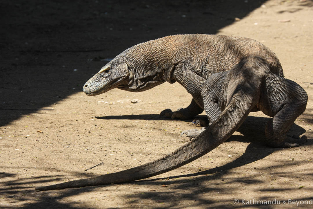 Rinca Island Komodo National Park Indonesia 291