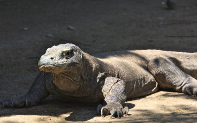 Komodo National Park: Dragons and Islands