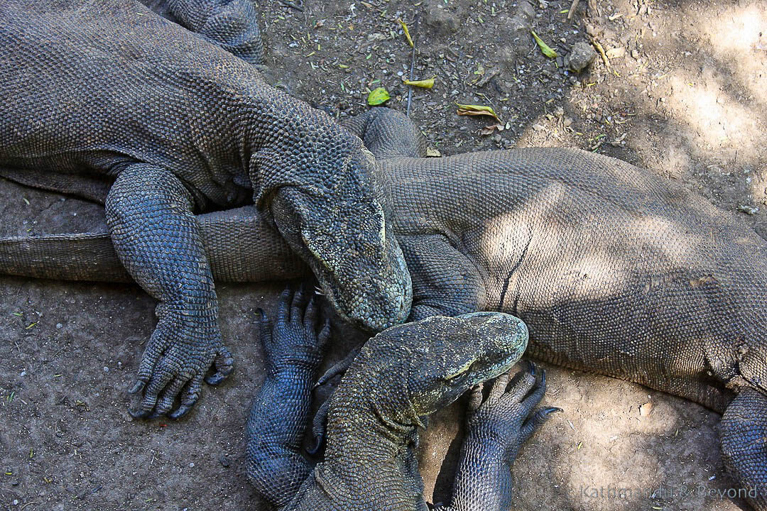 Rinca Island Komodo National Park Indonesia 461