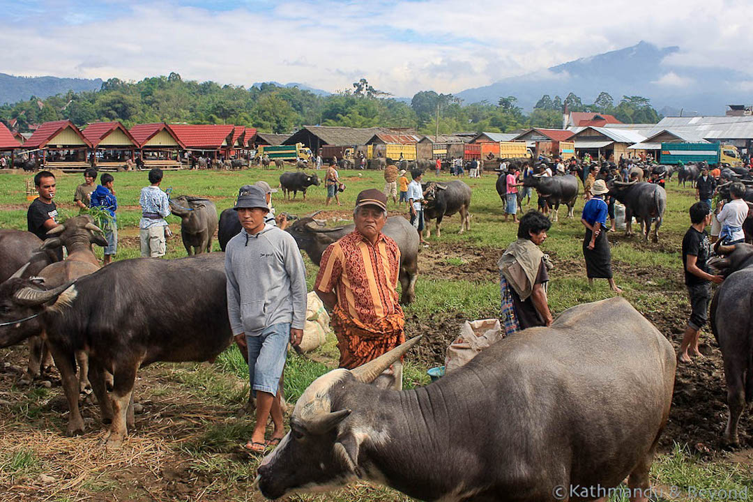 Bolu Toraja Sulawesi Indonesia 400