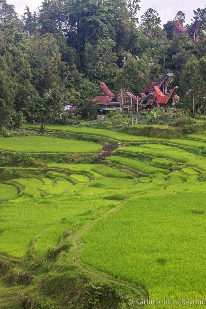 Toraja Sulawesi Indonesia 430