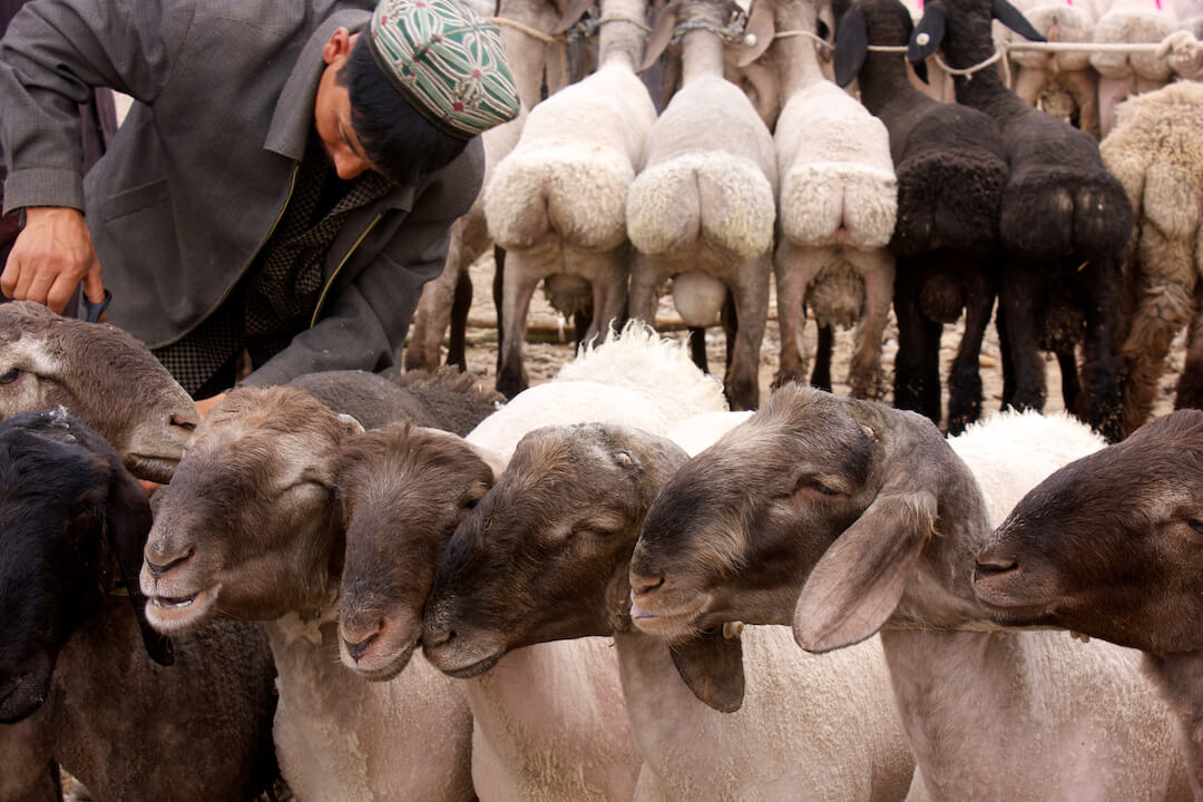 Sunday Animal Market Kashgar China 39