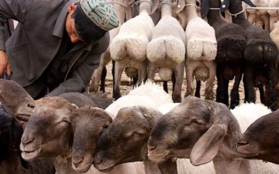 Kashgar: Fat Bottomed Sheep, You Make the Rockin’ World Go Round