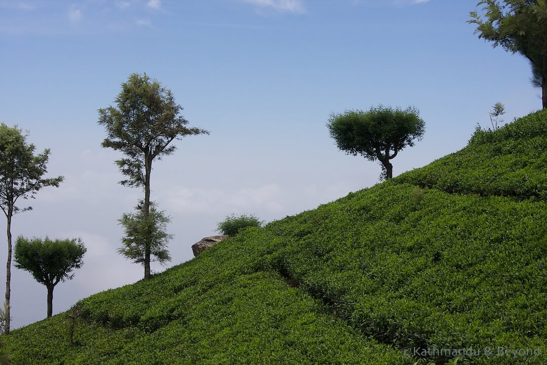 Dambatenne Tea Estate Haputale Sri Lanka 673