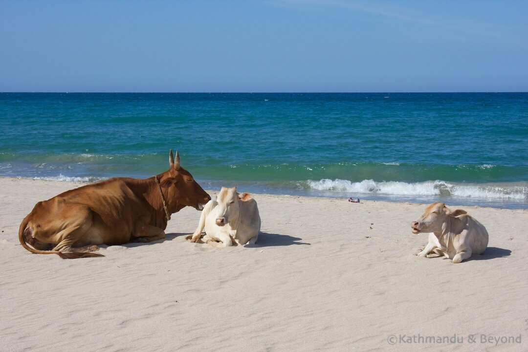 Uppuveli Beach Trincomalee Sri Lanka 332