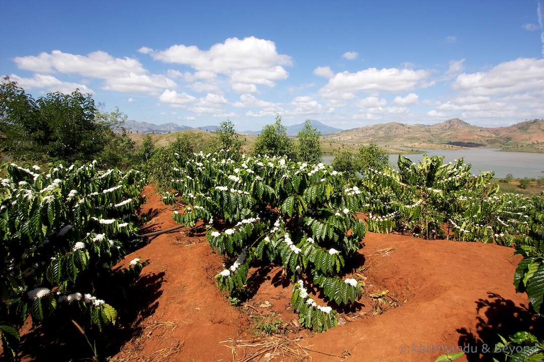 Coffee Plantation Yaly Lake region (near Kon Tum) Vietnam (4)