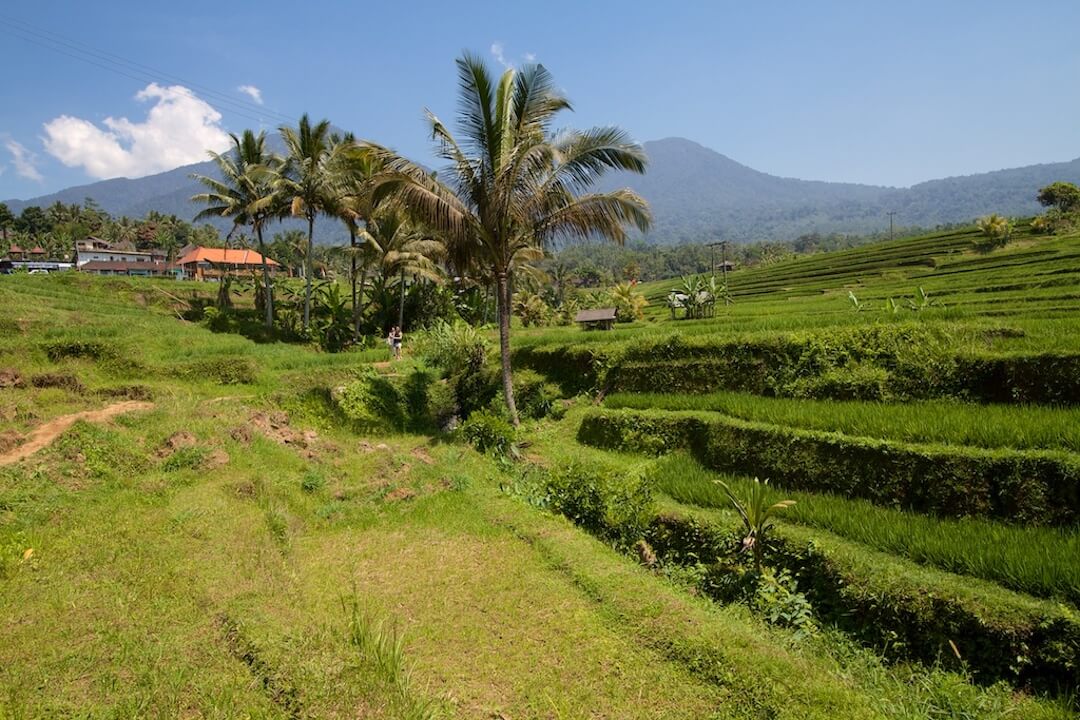 Jatiluwih Rice Terraces Bali Indonesia-1-2