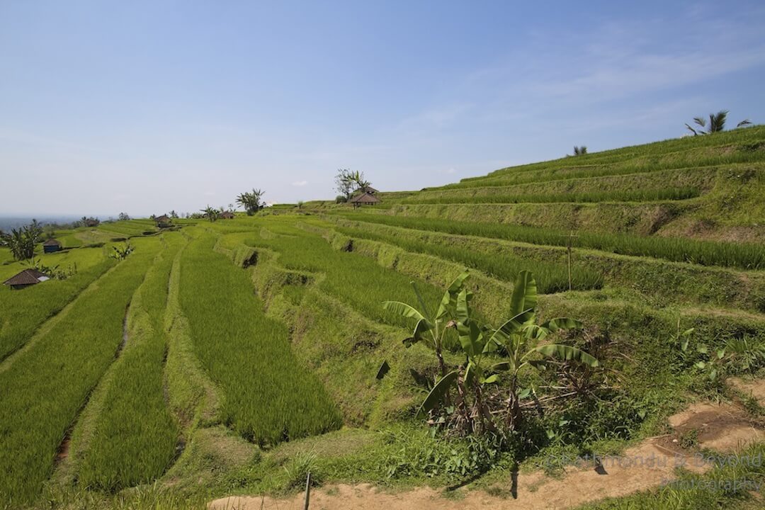 Jatiluwih Rice Terraces Bali Indonesia-1