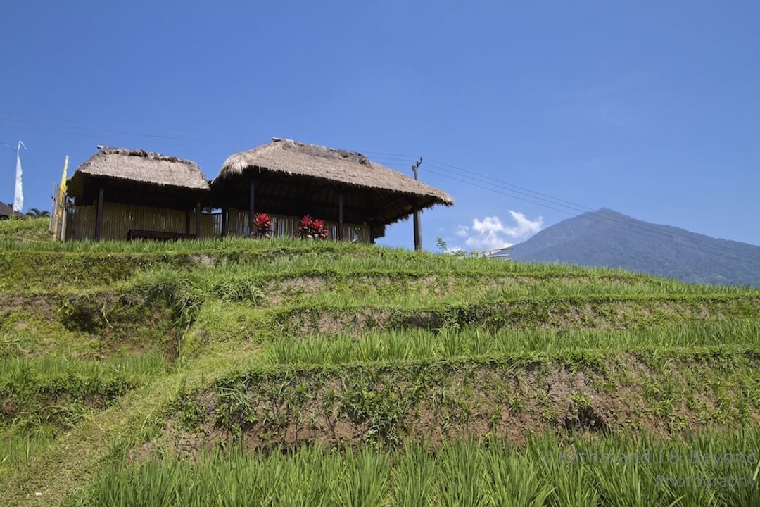 Jatiluwih Rice Terraces Bali Indonesia-2