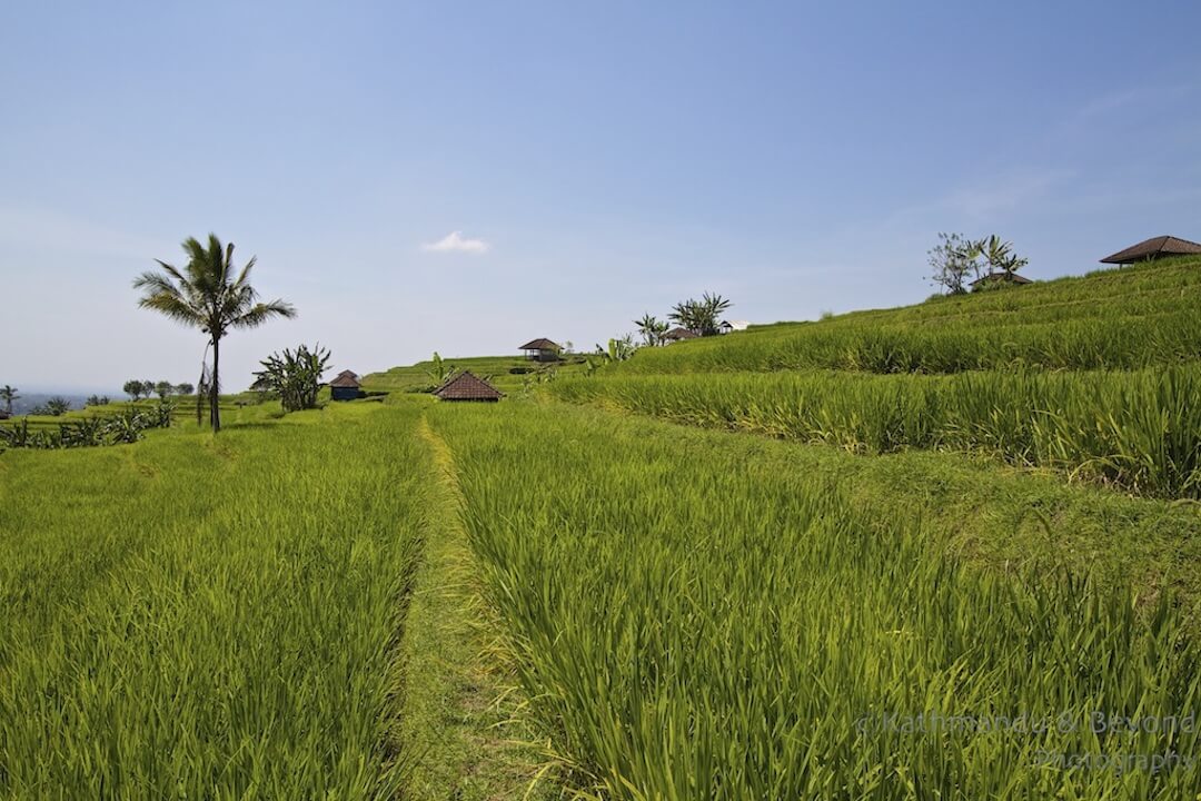 Jatiluwih Rice Terraces Bali Indonesia-3