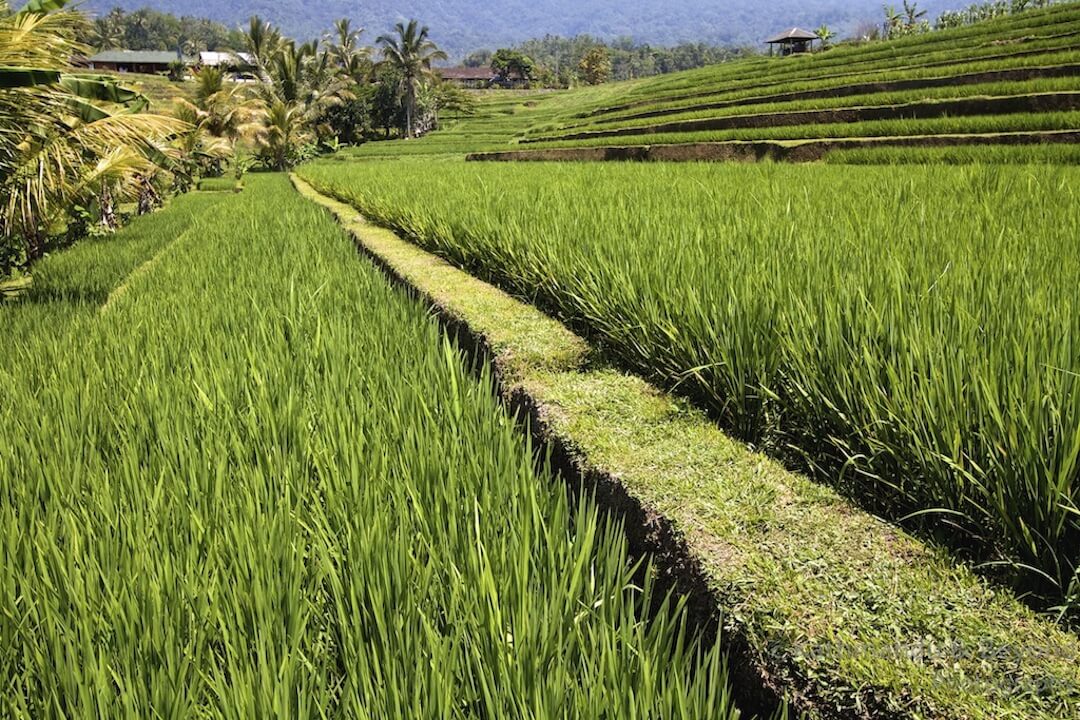 Jatiluwih Rice Terraces Bali Indonesia-4