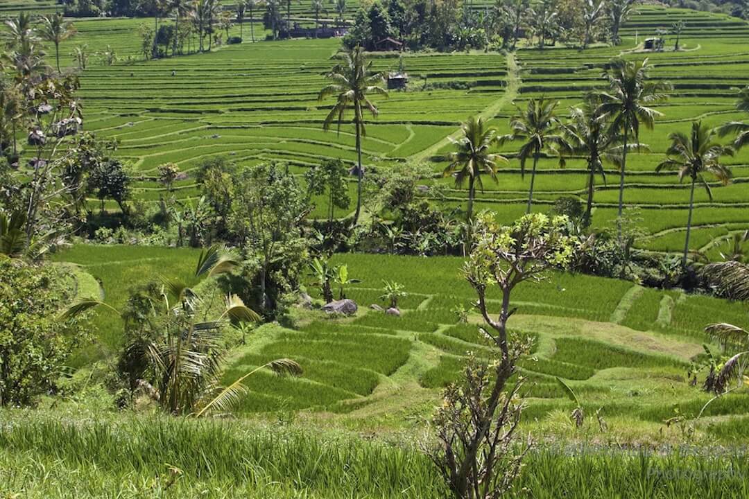 Jatiluwih Rice Terraces Bali Indonesia-5