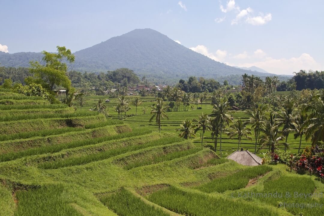 Jatiluwih Rice Terraces Bali Indonesia-6