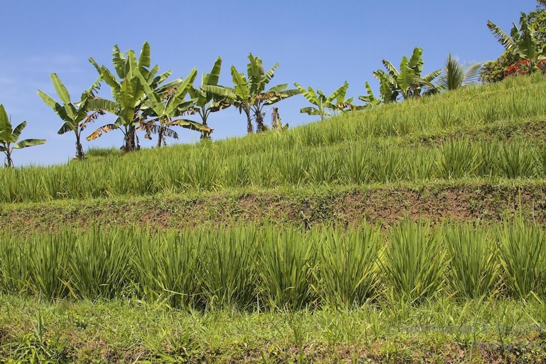 Jatiluwih Rice Terraces Bali Indonesia-7