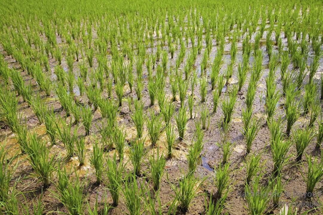 Jatiluwih Rice Terraces Bali Indonesia-9