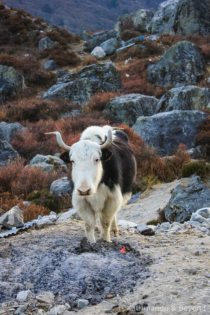 Langtang region. Langtang to Kyanjin 9-2