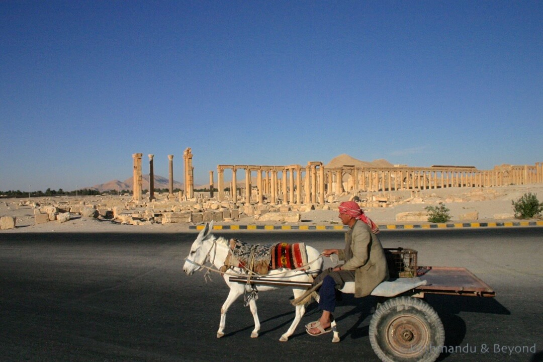 Palmyra 31