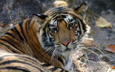 Friday Flashback | Tiger spotting in Bandhavgarh National Park, India