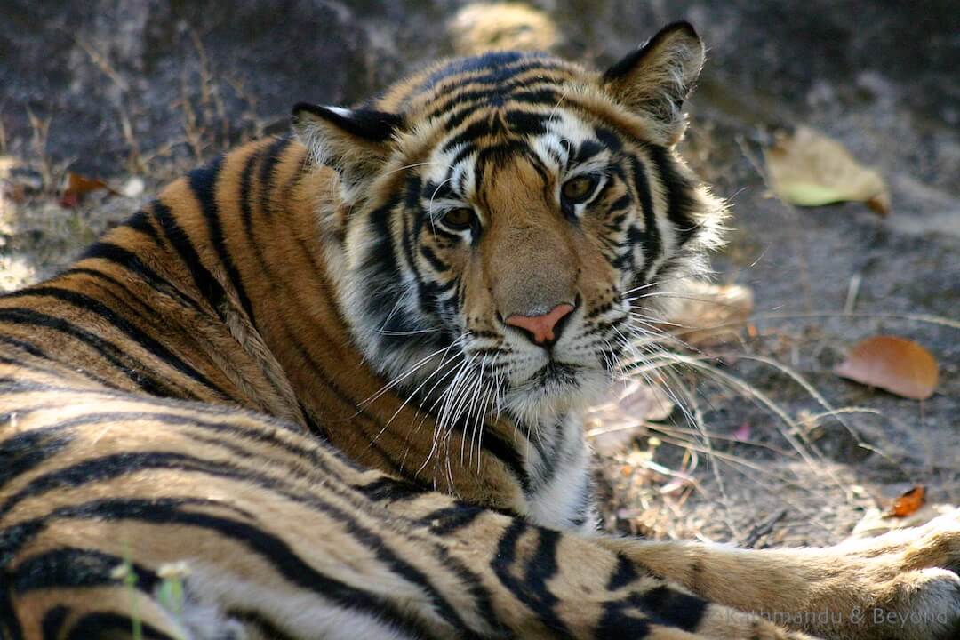 Tiger, Bandhavgarh 28