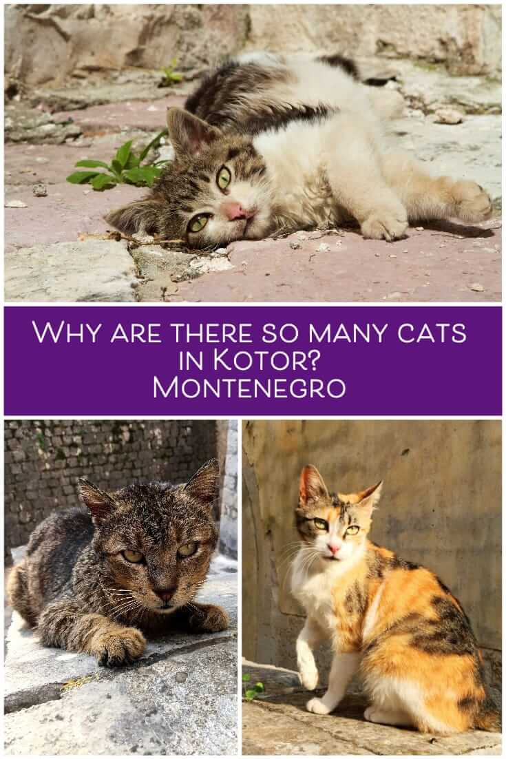 Kotor Kitties - Where are there so many cats in Kotor, Montenegro_ #travel #balkans #animalwelfare #catlover