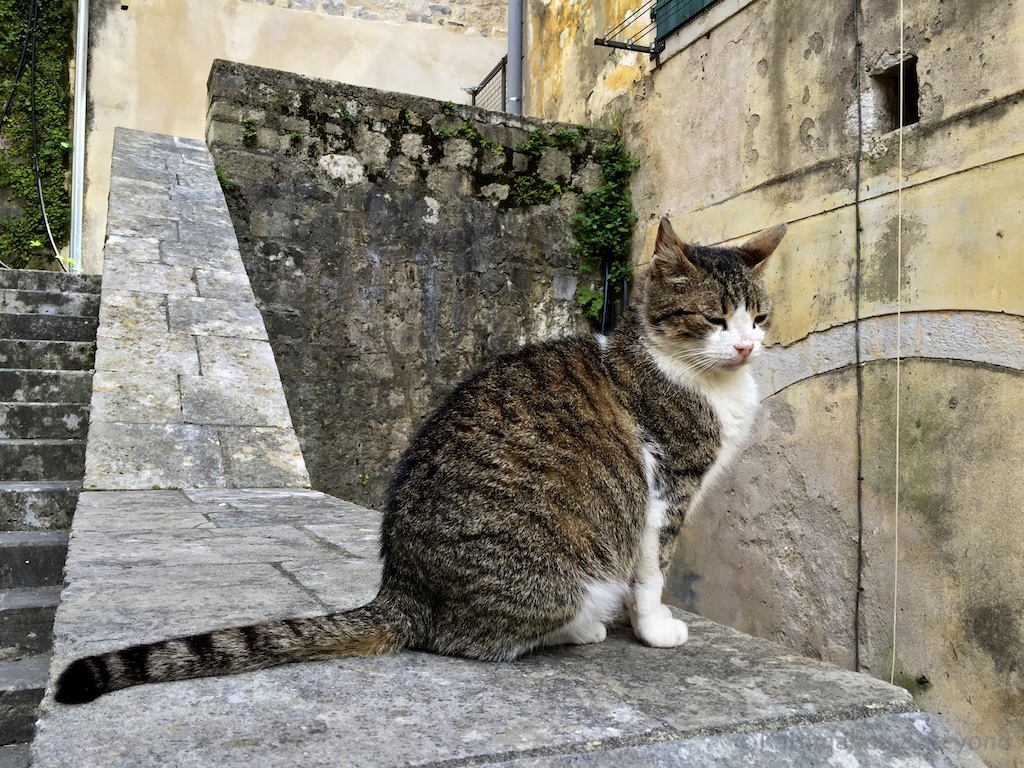 Cats in Kotor Montenegro