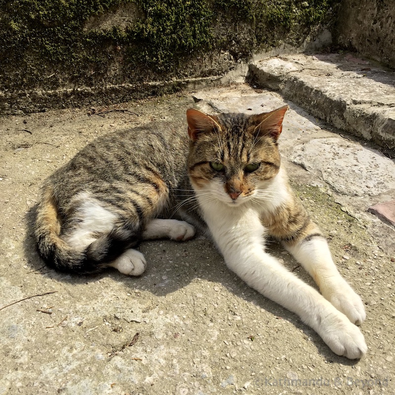 Cats in Kotor Montenegro