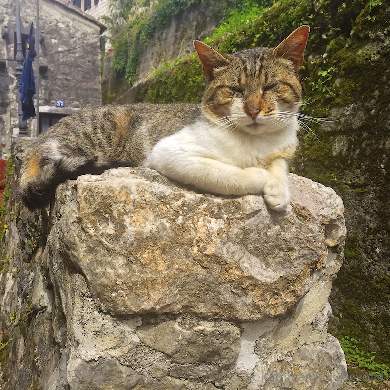 Cats in Kotor Montenegro