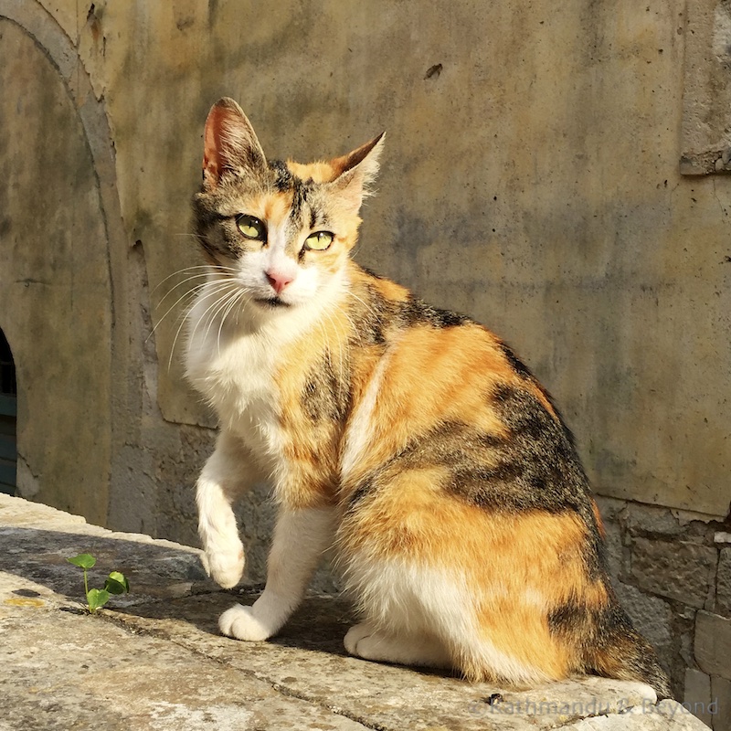 Cats in Kotor Montenegro