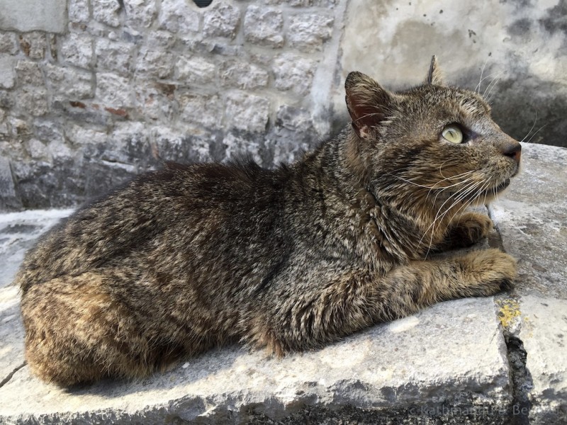 Cats in Kotor Montenegro