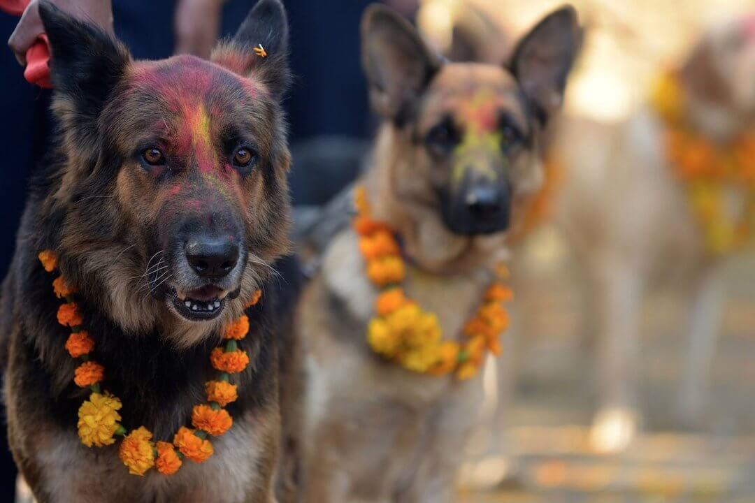 Kukur Tihar Festival Nepal 02