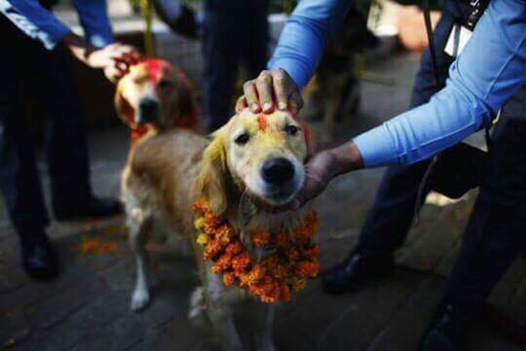 Kukur Tihar Festival Nepal 03