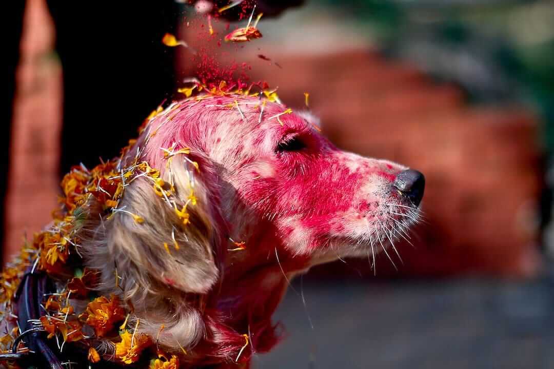 Kukur Tihar Festival Nepal 06