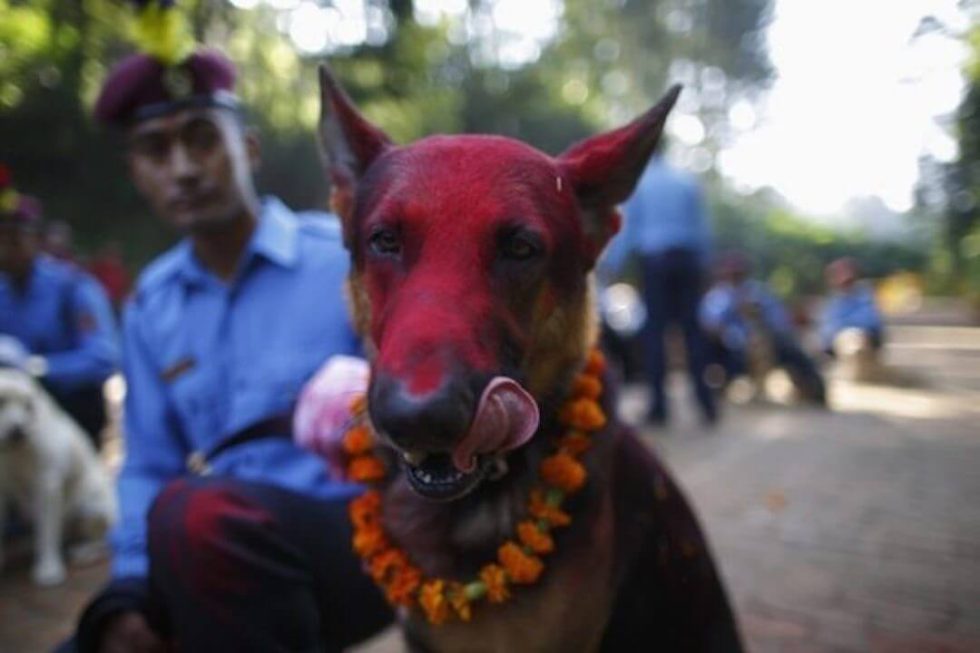 Kukur Tihar (Kukur Puja) the Nepalese Festival that Celebrates Dogs