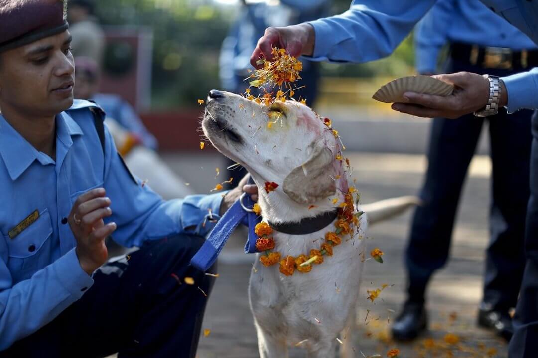 Kukur Tihar Festival Nepal 09