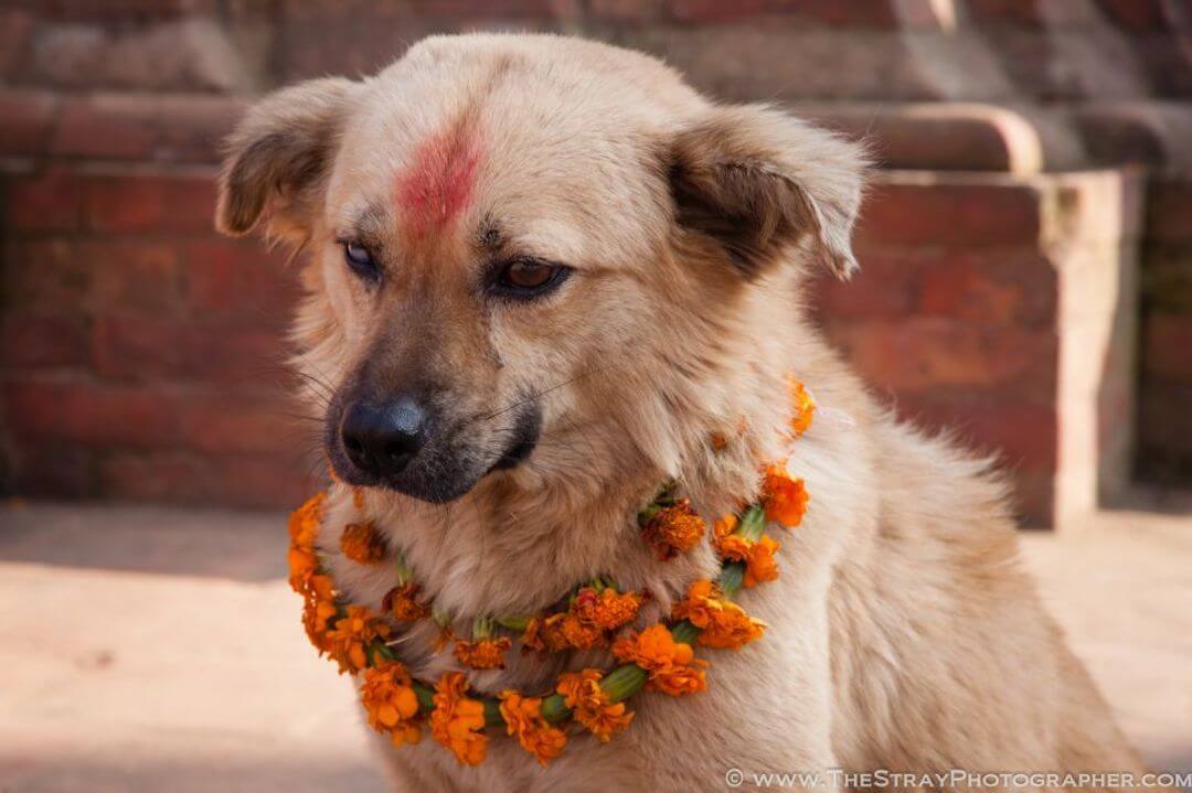 Kukur Tihar Festival Nepal 10