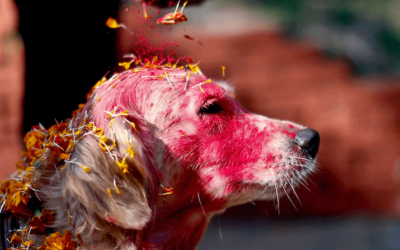 Kukur Tihar (Kukur Puja): the Nepalese Festival that Celebrates Dogs