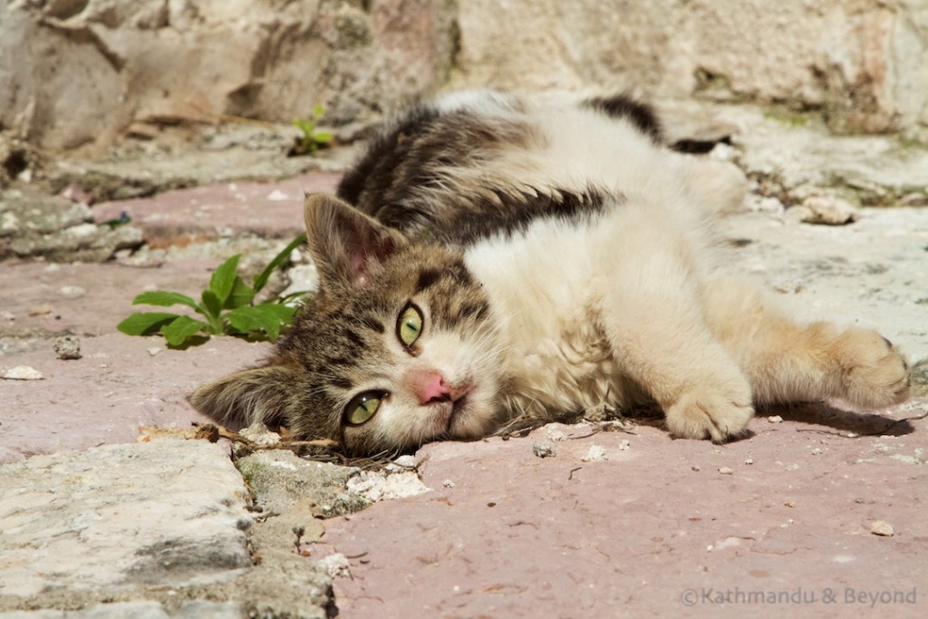 Cats in Kotor | Stari Grad (Old Town) Kotor Montenegro