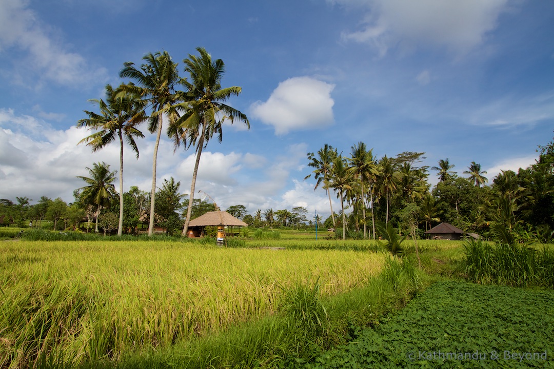 Subang Guliang Guliang Kangin Bangli Bali Indonesia 21