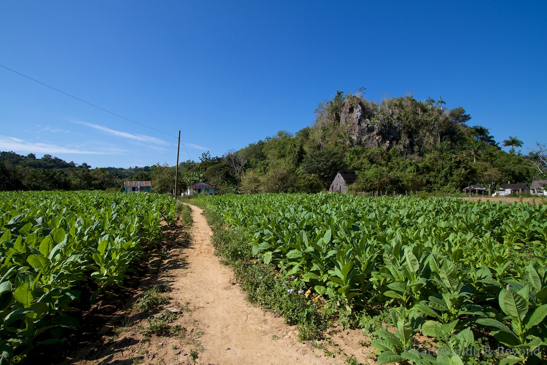 Valle de Vinales Vinales Cuba (5)