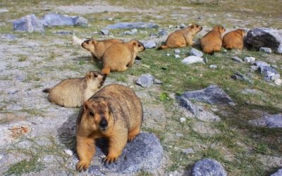 Travel Shot | Feeding Himalayan marmots in Ladakh, India