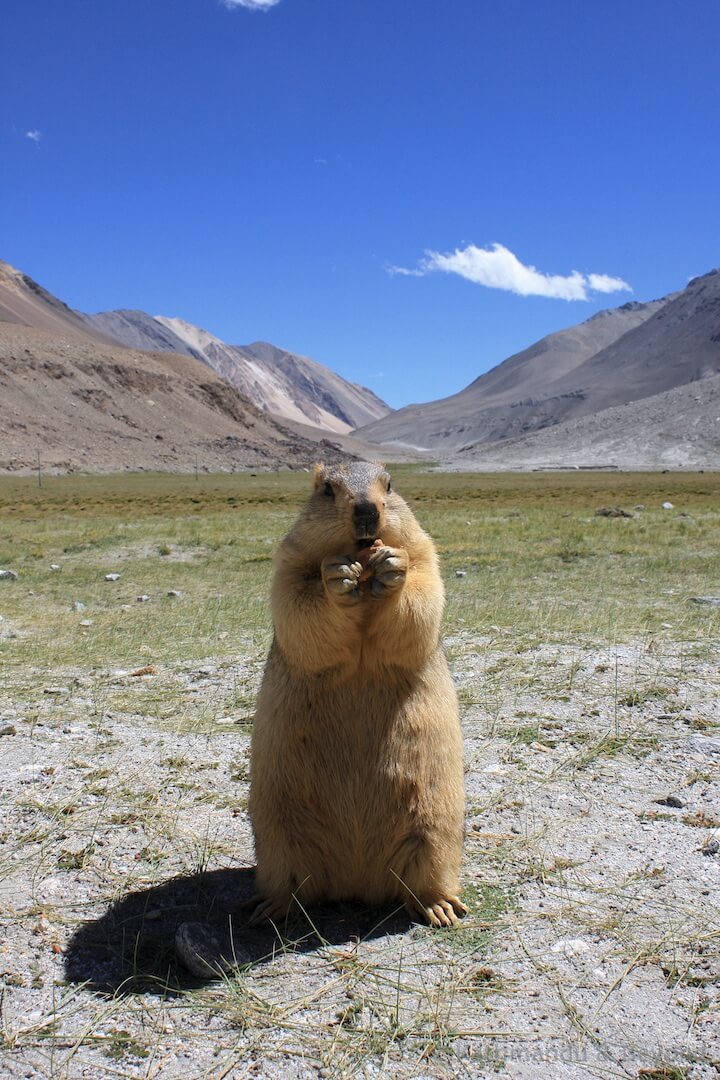 Changthang Valley Ladakh India 61