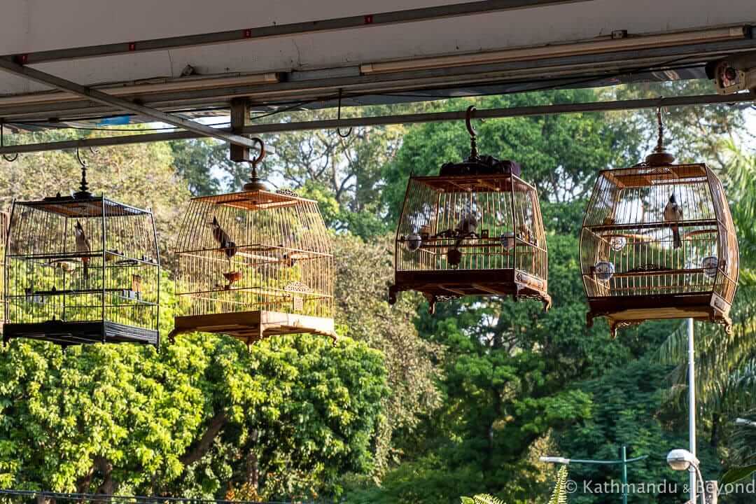 Cong Doan Cafe (Bird Club) Ho Chi Minh City Vietnam