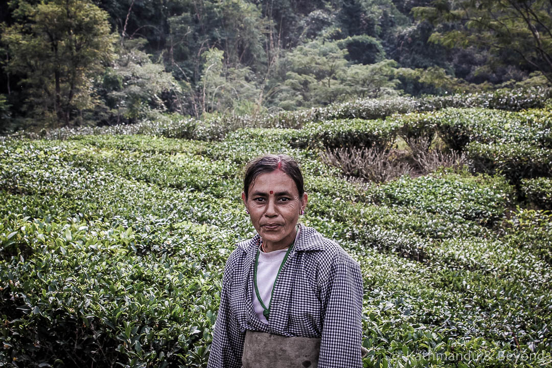 Glenburn Tea Estate Darjeeling India 3