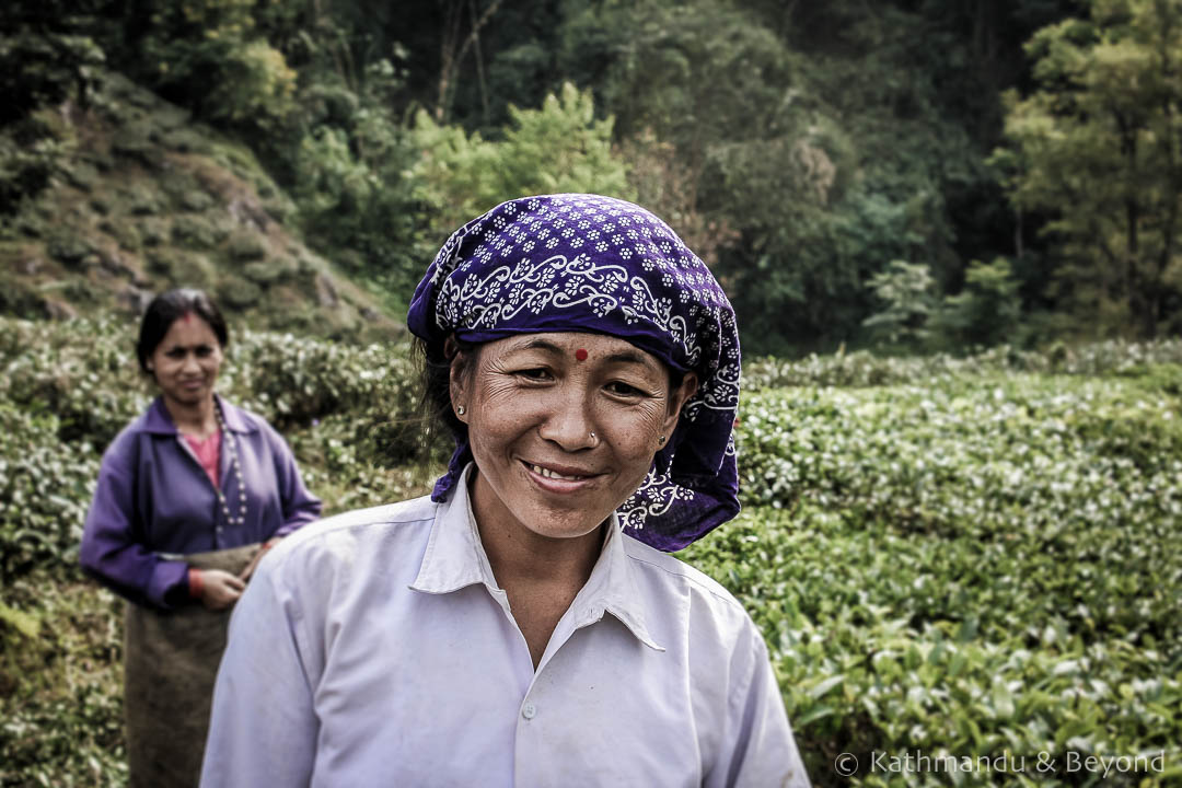Travel Photo - Tea pickers near Darjeeling, India